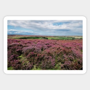 Moorland Heather North York Moors Sticker